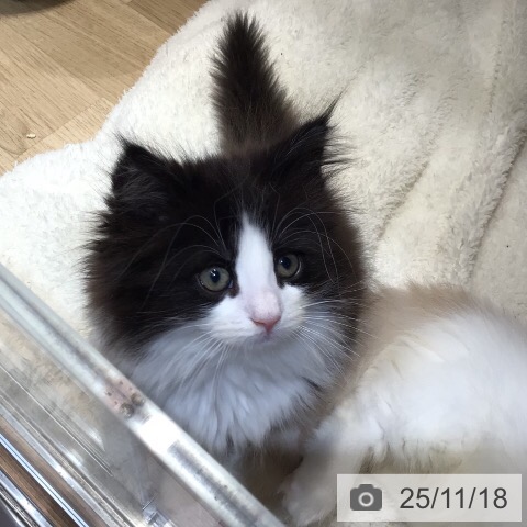 ノルウェージャンフォレストキャットの写真