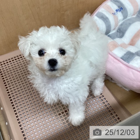 愛知県のビションフリーゼ (ペットプラス 千種店/2025年9月8日生まれ/男の子/ホワイト)の子犬の4枚目の画像