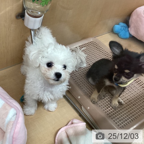 愛知県のビションフリーゼ (ペットプラス 千種店/2025年9月8日生まれ/男の子/ホワイト)の子犬の3枚目の画像