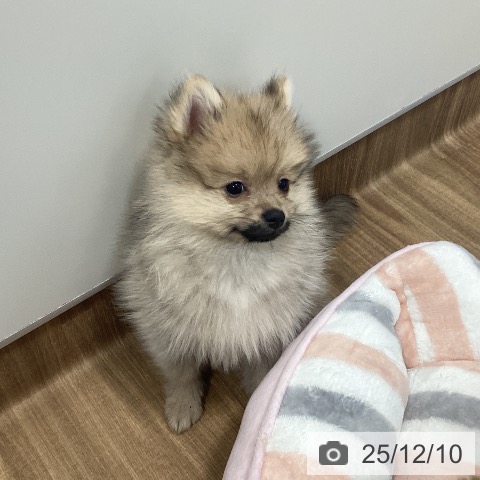 茨城県のポメラニアン (ペッツワン 阿見店/2025年9月10日生まれ/男の子/オレンジ)の子犬の3枚目の画像