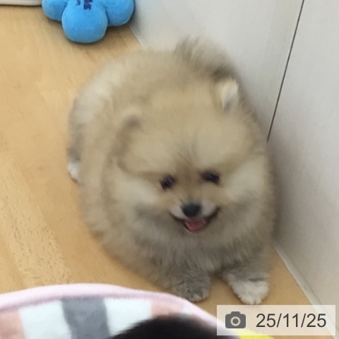 ポメラニアンの写真