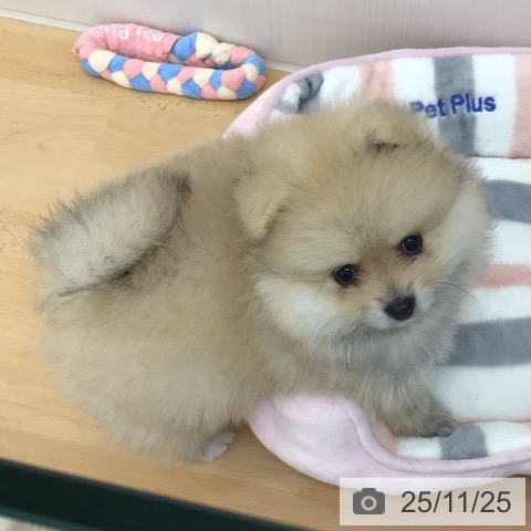 ポメラニアンの写真
