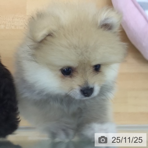 ポメラニアンの写真