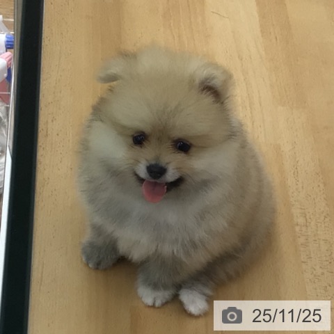 ポメラニアンの写真
