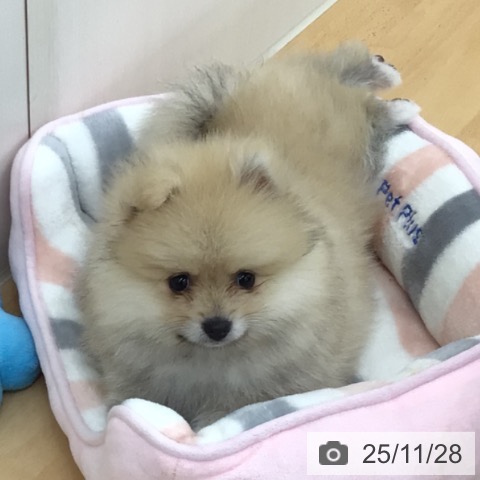ポメラニアンの写真