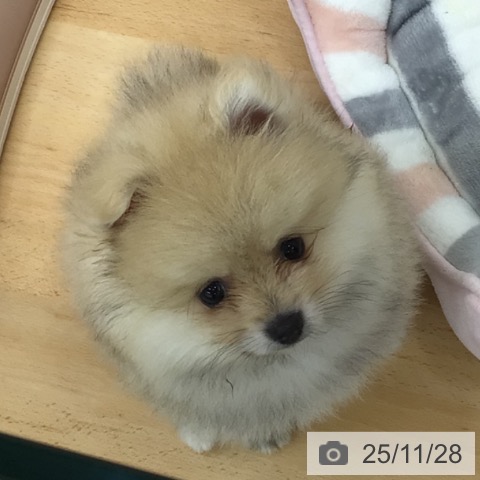 ポメラニアンの写真