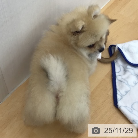 ポメラニアンの写真