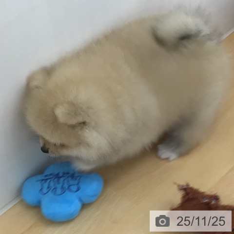 ポメラニアンの写真