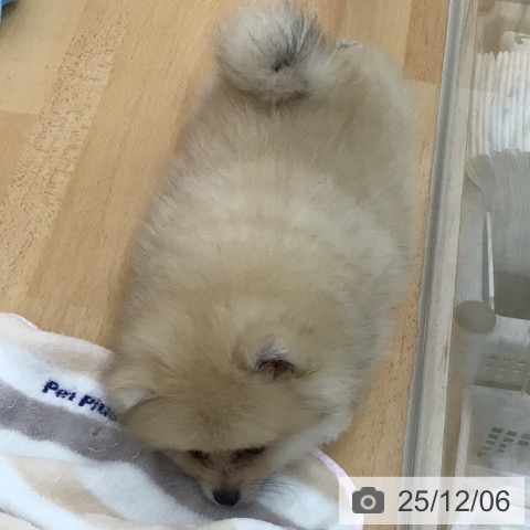 青森県のポメラニアン (ペットプラス 青森浜田店/2025年9月10日生まれ/男の子/オレンジホワイト)の子犬の4枚目の画像