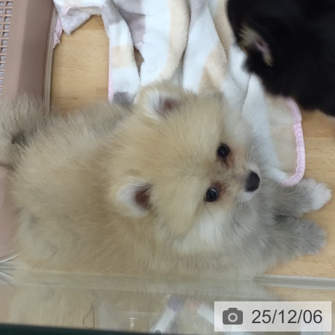 青森県のポメラニアン (ペットプラス 青森浜田店/2025年9月10日生まれ/男の子/オレンジホワイト)の子犬の3枚目の画像