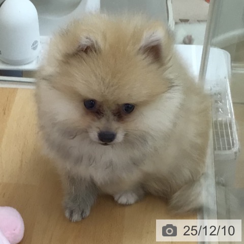 青森県のポメラニアン (ペットプラス 青森浜田店/2025年9月10日生まれ/男の子/オレンジホワイト)の子犬の4枚目の画像