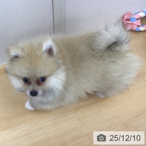 青森県のポメラニアン (ペットプラス 青森浜田店/2025年9月10日生まれ/男の子/オレンジホワイト)の子犬の3枚目の画像