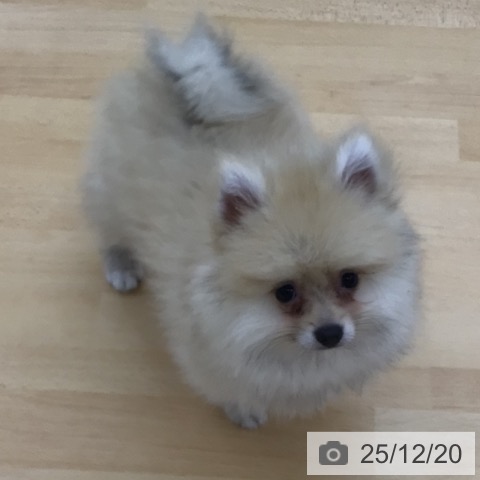 青森県のポメラニアン (ペットプラス 青森浜田店/2025年9月10日生まれ/男の子/オレンジホワイト)の子犬の4枚目の画像