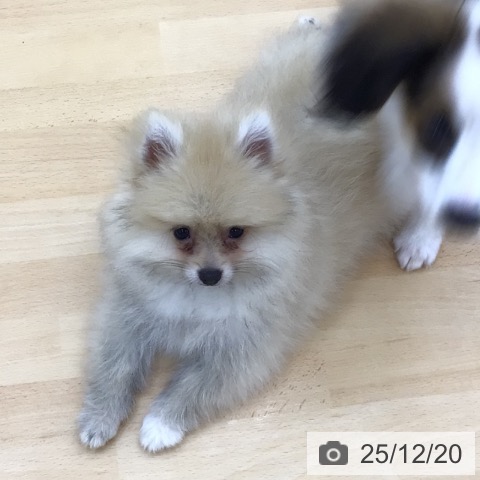 青森県のポメラニアン (ペットプラス 青森浜田店/2025年9月10日生まれ/男の子/オレンジホワイト)の子犬の3枚目の画像