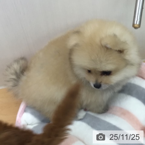 ポメラニアンの写真
