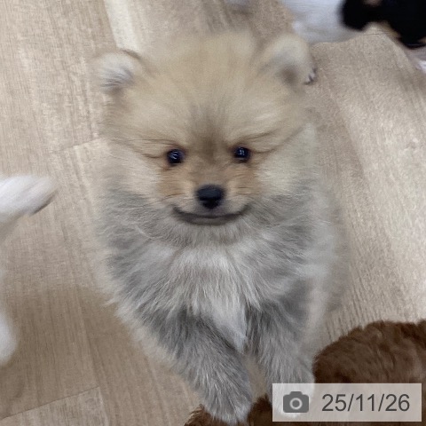 千葉県のポメラニアン (ペットプラス 船橋店/2025年9月10日生まれ/男の子/オレンジ)の子犬の4枚目の画像