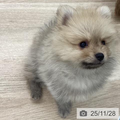 千葉県のポメラニアン (ペットプラス 船橋店/2025年9月10日生まれ/男の子/オレンジ)の子犬の3枚目の画像