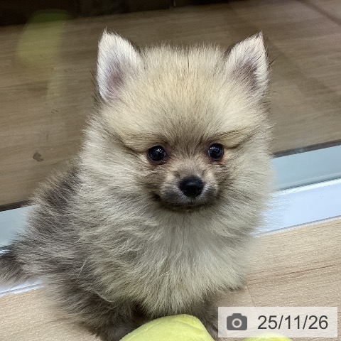 ポメラニアンの写真