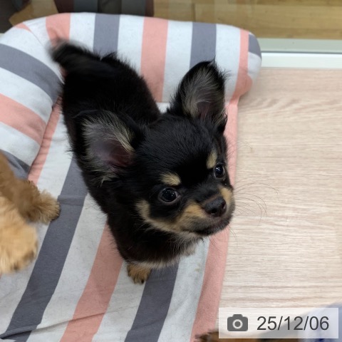 千葉県のチワワ(ロング) (ペットプラス 幕張新都心店/2025年9月10日生まれ/男の子/ブラックタン)の子犬の3枚目の画像