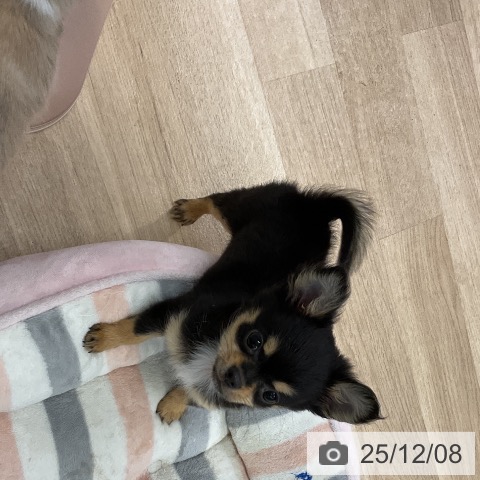 愛知県のチワワ(ロング) (ペットプラス mozoワンダーシティ店/2025年9月10日生まれ/女の子/ブラックタン)の子犬の4枚目の画像