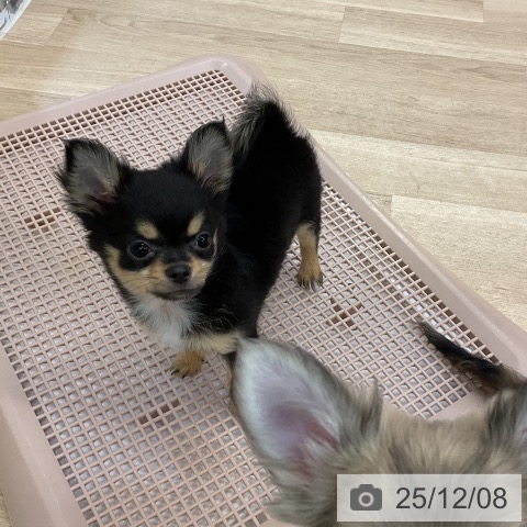 愛知県のチワワ(ロング) (ペットプラス mozoワンダーシティ店/2025年9月10日生まれ/女の子/ブラックタン)の子犬の3枚目の画像