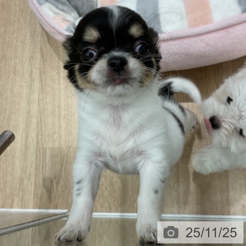 愛知県のチワワ(ロング) (ペットプラス 熱田店/2025年9月10日生まれ/女の子/ホワイトブラックタン)の子犬の3枚目の画像