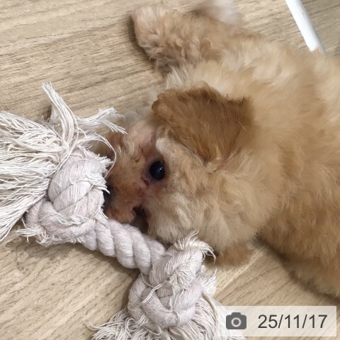 トイ・プードルの写真