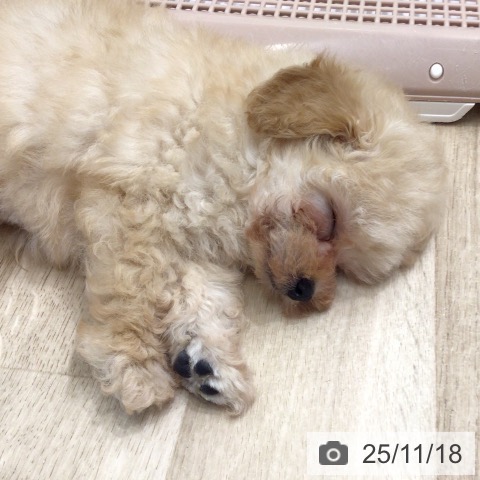 トイ・プードルの写真