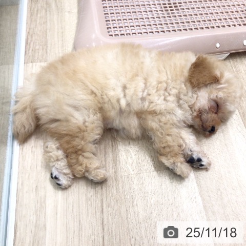 トイ・プードルの写真