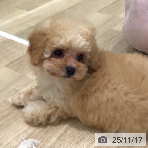 トイ・プードルの写真