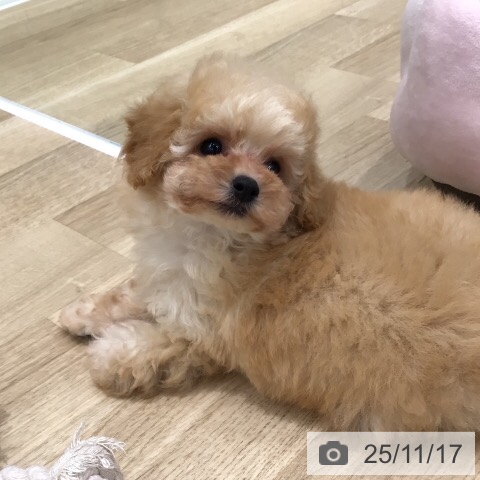 トイ・プードルの写真