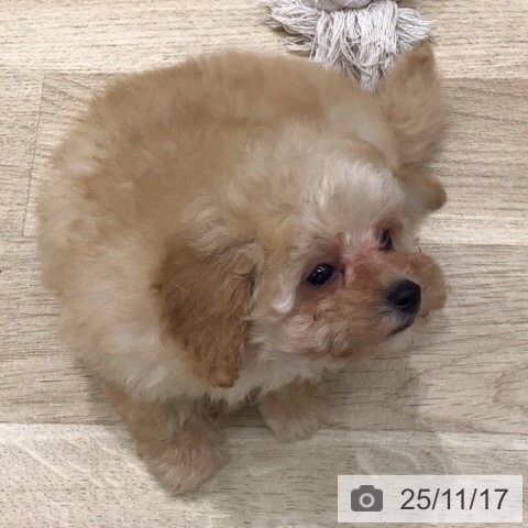 トイ・プードルの写真