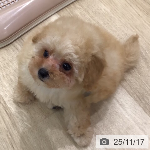 トイ・プードルの写真