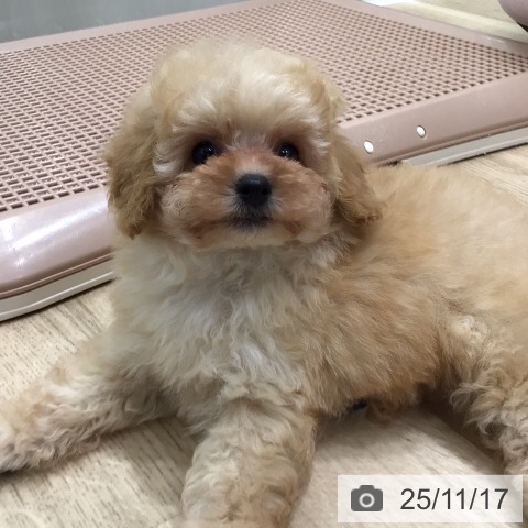 トイ・プードルの写真