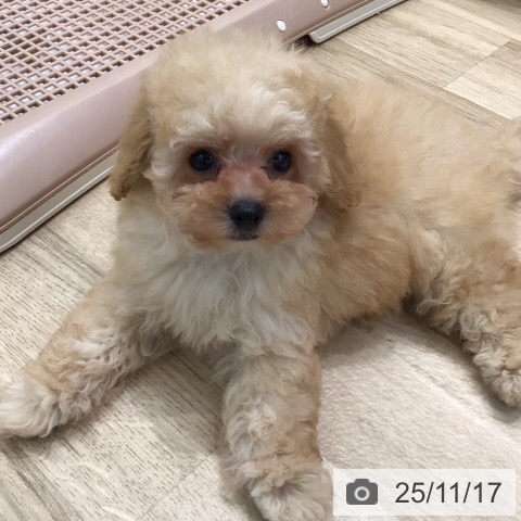 トイ・プードルの写真