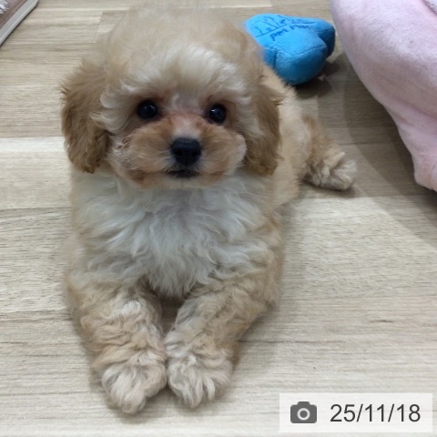 トイ・プードルの写真