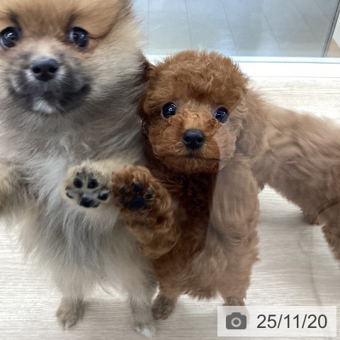 石川県のトイプードル(トイ) (ペットプラス 白山店/2025年9月17日生まれ/女の子/レッド)の子犬の4枚目の画像