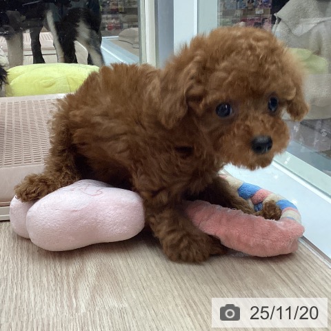 石川県のトイプードル(トイ) (ペットプラス 白山店/2025年9月17日生まれ/女の子/レッド)の子犬の3枚目の画像