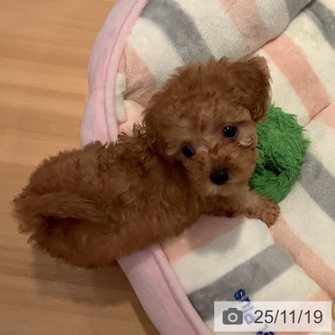 トイ・プードルの写真