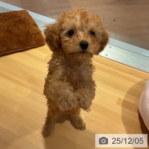 愛知県のトイプードル(トイ) (ペットプラス 名古屋茶屋店/2025年9月17日生まれ/女の子/アプリコット)の子犬の4枚目の画像