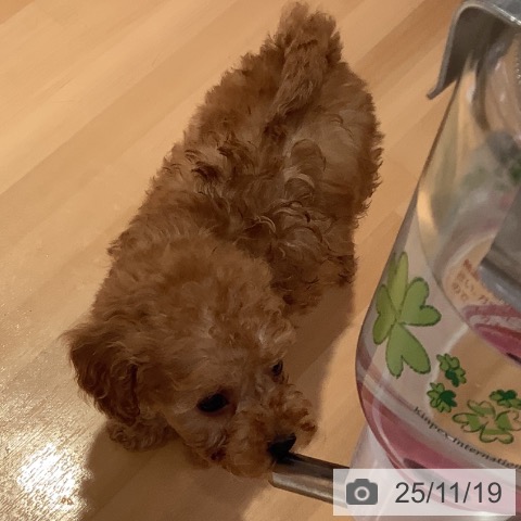 トイ・プードルの写真