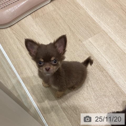 三重県のチワワ(ロング) (ペットプラス 鈴鹿店/2025年9月5日生まれ/男の子/チョコレートタン)の子犬の4枚目の画像