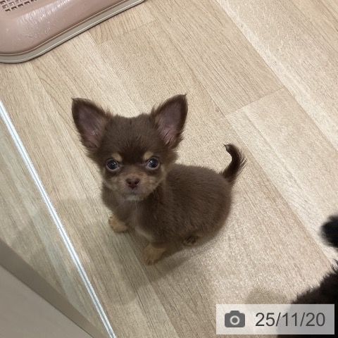 三重県のチワワ(ロング) (ペットプラス 鈴鹿店/2025年9月5日生まれ/男の子/チョコレートタン)の子犬の3枚目の画像