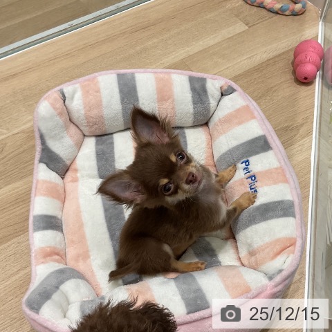 三重県のチワワ(ロング) (ペットプラス 鈴鹿店/2025年9月5日生まれ/男の子/チョコレートタン)の子犬の3枚目の画像