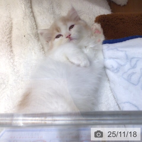 マンチカンの写真