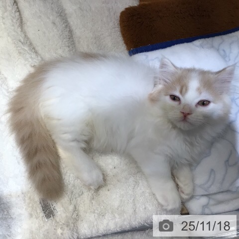 マンチカンの写真