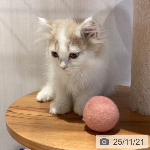 岐阜県のマンチカン (ペットプラス 各務原店/2025年8月28日生まれ/男の子/クリームタビーホワイト)の子猫の3枚目の画像