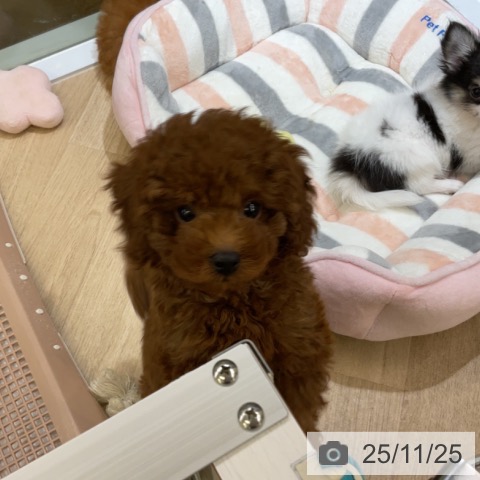 トイ・プードルの写真