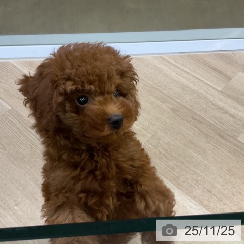 トイ・プードルの写真