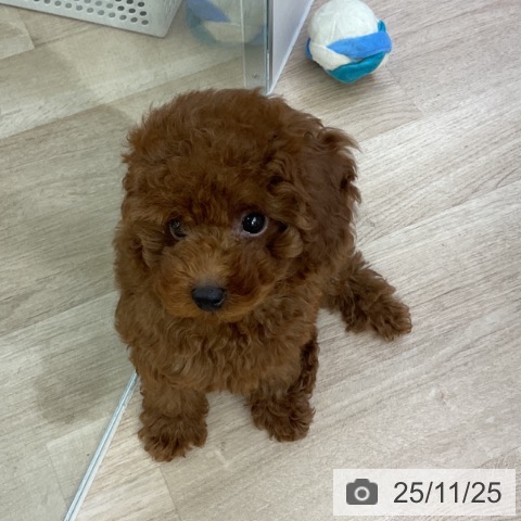 トイ・プードルの写真